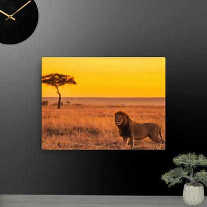 Lion on Prairie Thin canvas