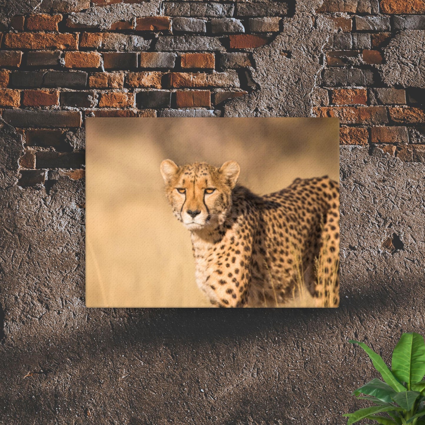 Cheetah Thin canvas