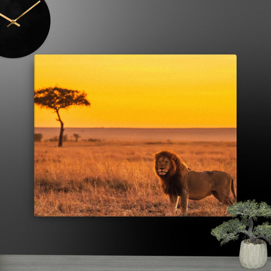 Lion on Prairie Thin canvas