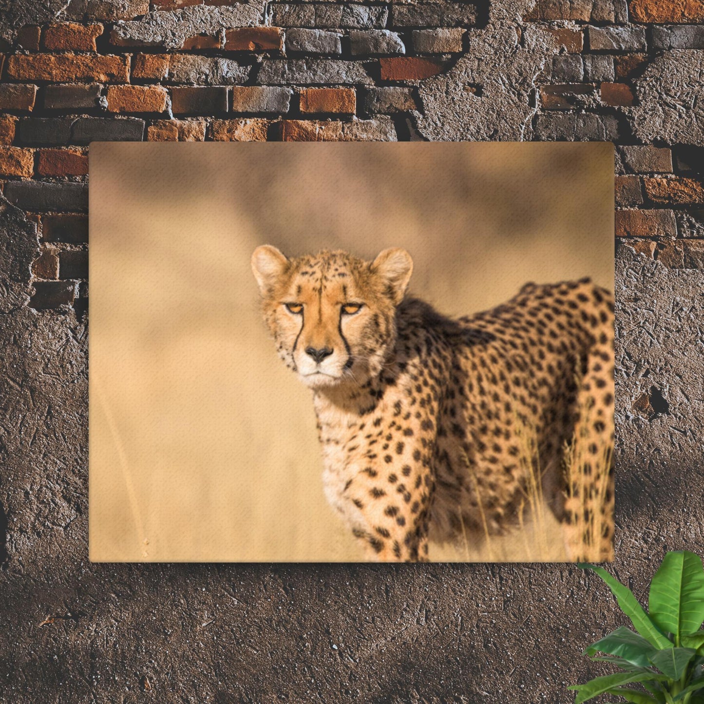 Cheetah Thin canvas