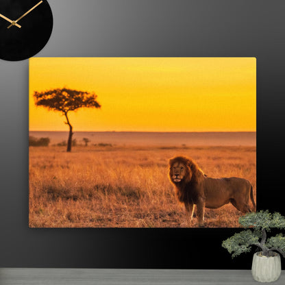 Lion on Prairie Thin canvas